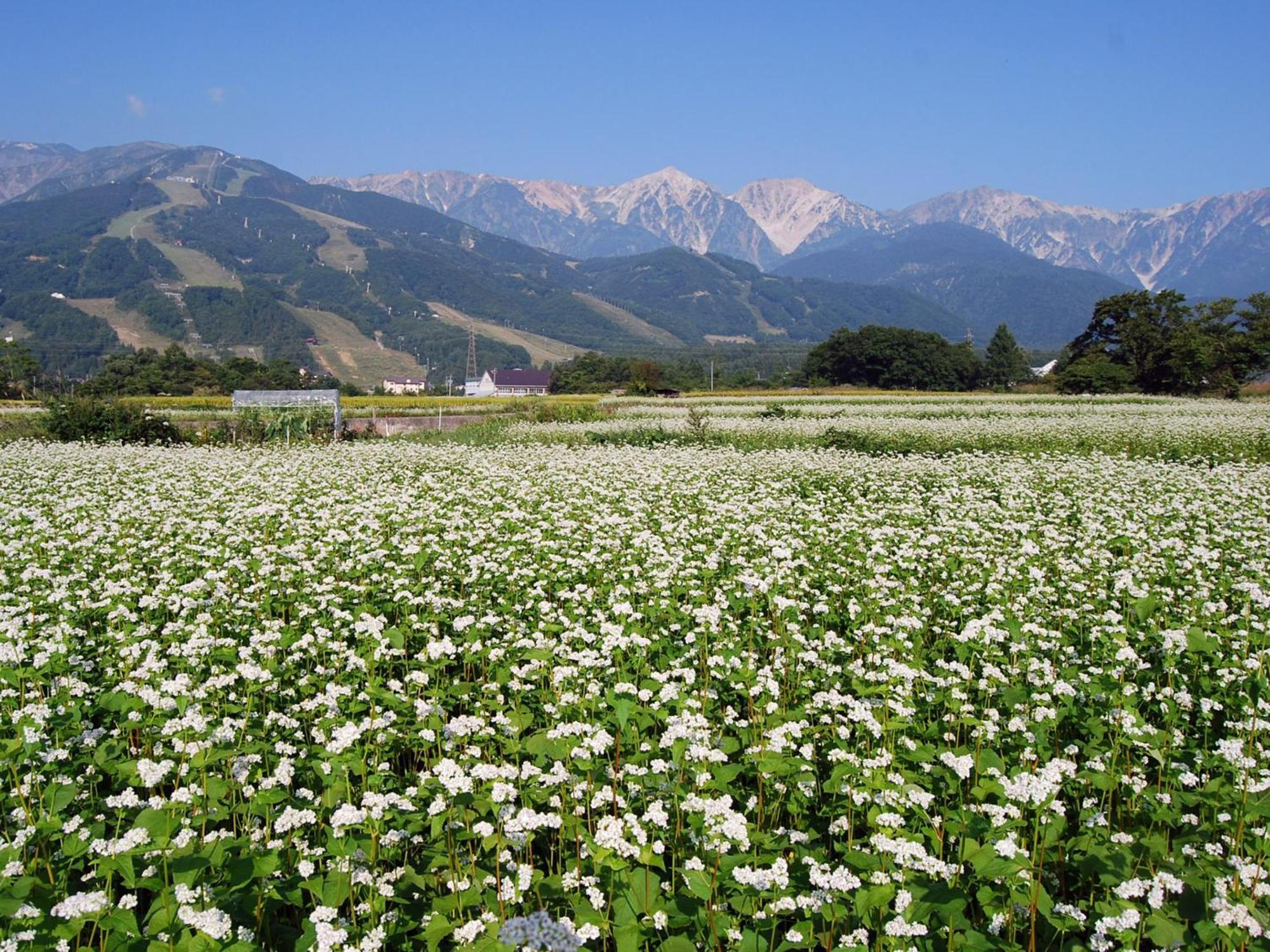 Kudo'S Lodge ฮาคุบะ ภายนอก รูปภาพ